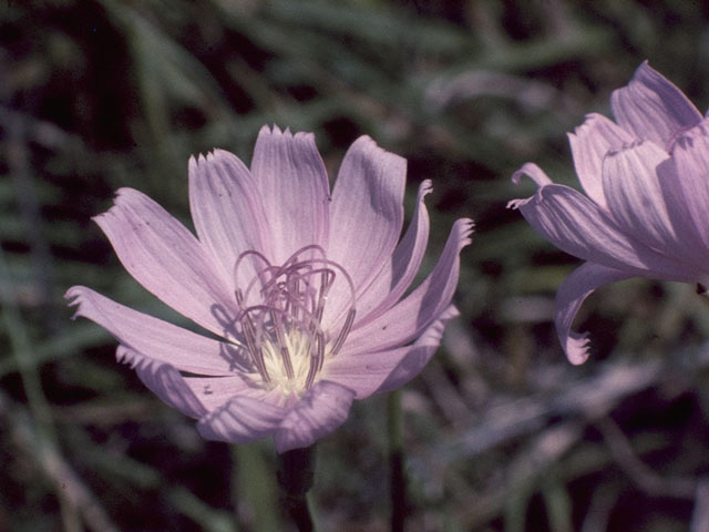 Lygodesmia juncea (Rush skeletonplant) #10911