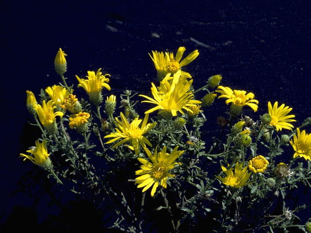 Machaeranthera gracilis (Slender goldenweed) #10926