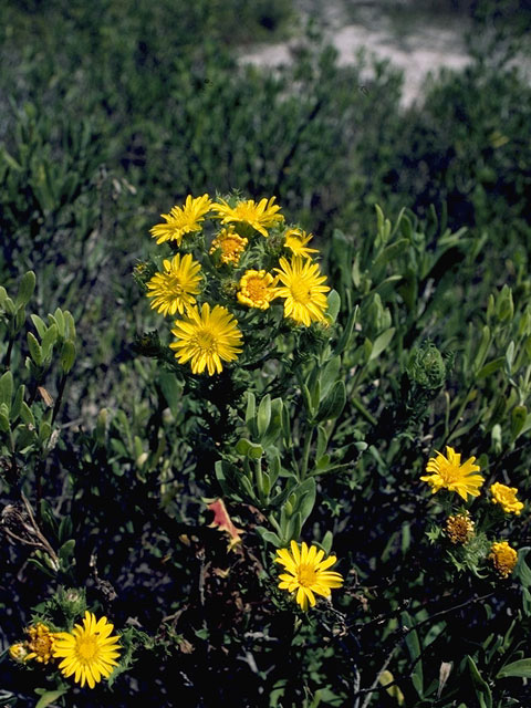 Machaeranthera canescens ssp. glabra (Hoary tansyaster) #10928