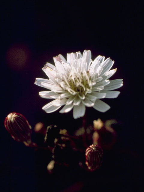 Malacothrix saxatilis (Cliff desertdandelion) #10952