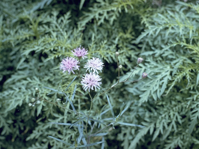 Palafoxia callosa (Small palafox) #10987