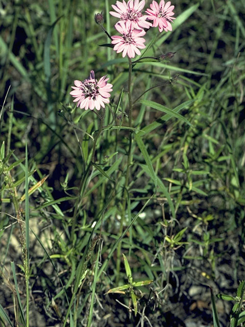 Palafoxia hookeriana (Sand palafox) #10992