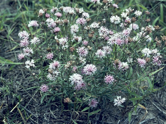 Palafoxia rosea (Rosy palafox) #10996