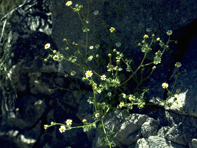 Perityle ciliata (Fringed rockdaisy) #11017