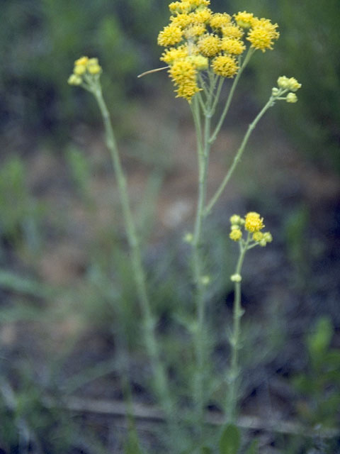 Picradeniopsis woodhousei (Woodhouse's bahia) #11027