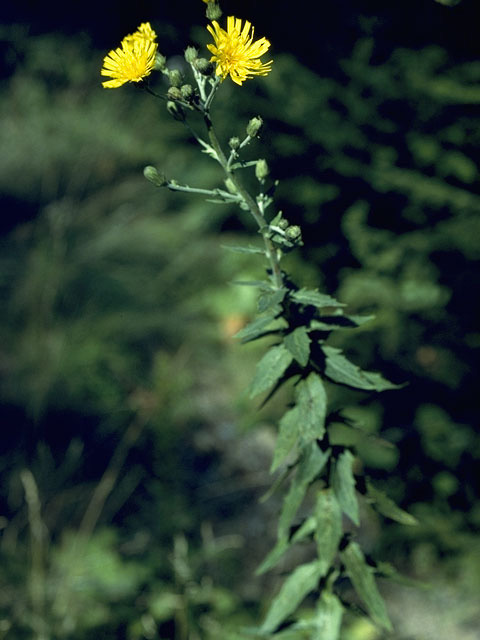 Picris hieracioides (Hawkweed oxtongue) #11029