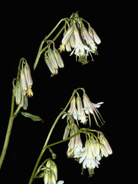 Prenanthes alba (White rattlesnakeroot) #11047