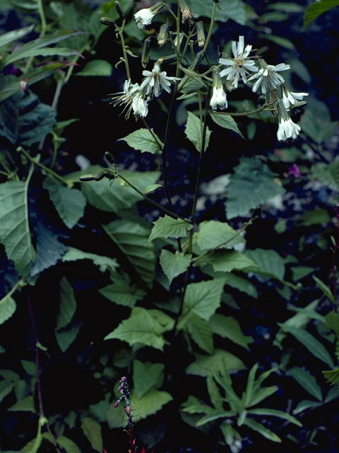 Prenanthes nana (Dwarf rattlesnakeroot) #11049