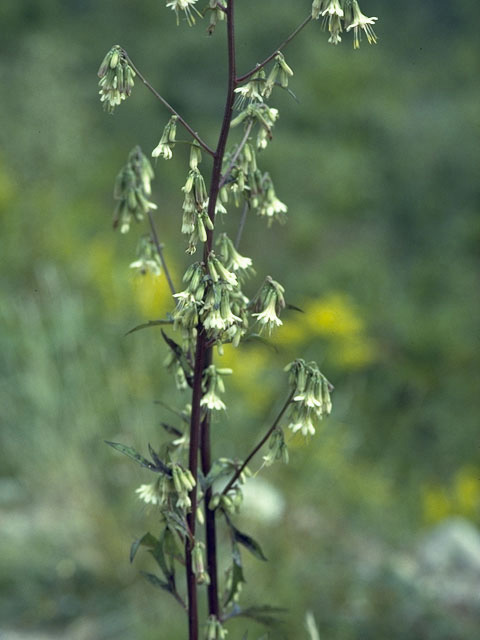 Prenanthes nana (Dwarf rattlesnakeroot) #11052