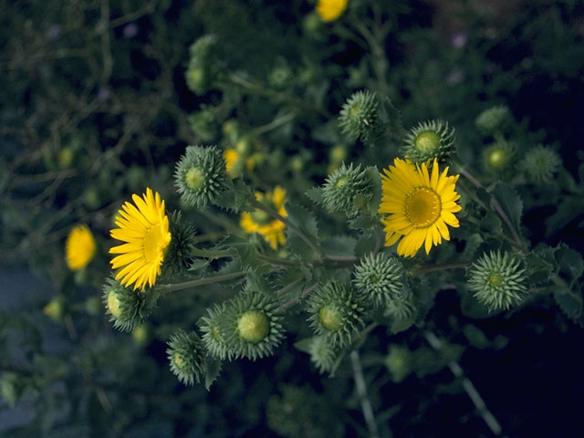 Grindelia papposa (Spanish gold) #11056