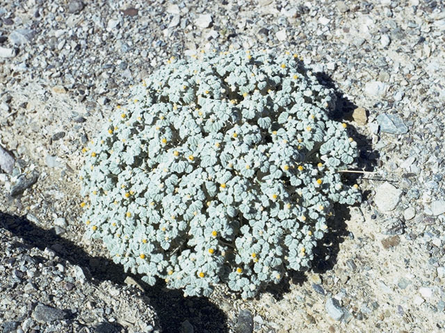 Psathyrotes ramosissima (Velvet turtleback) #11057