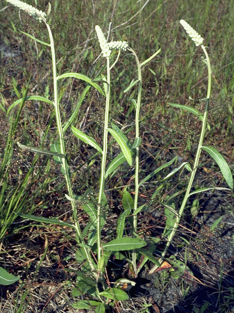 Pterocaulon virgatum (Wand blackroot) #11069