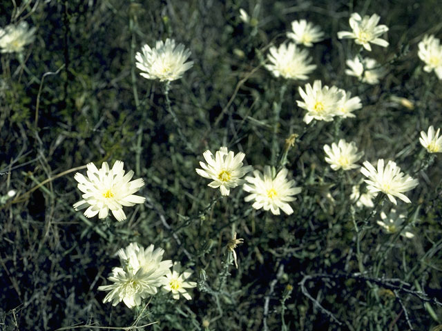 Rafinesquia neomexicana (New mexico plumeseed) #11083