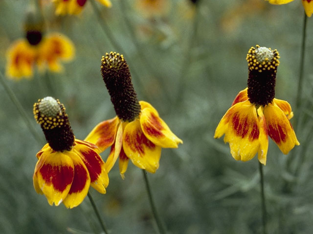 Ratibida columnifera (Mexican hat) #11088