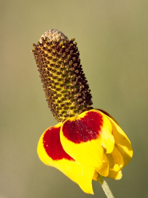 Ratibida columnifera (Mexican hat) #11100