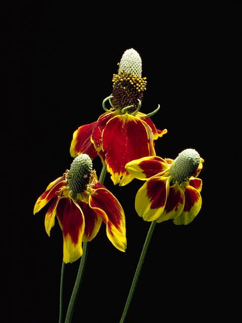 Ratibida columnifera (Mexican hat) #11101