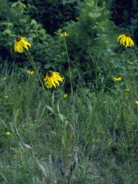 Ratibida pinnata (Grayhead coneflower) #11103