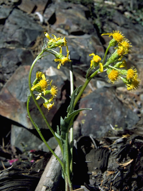 Senecio aronicoides (Rayless ragwort) #11170