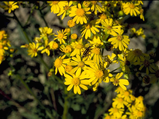 Packera glabella (Butterweed) #11188