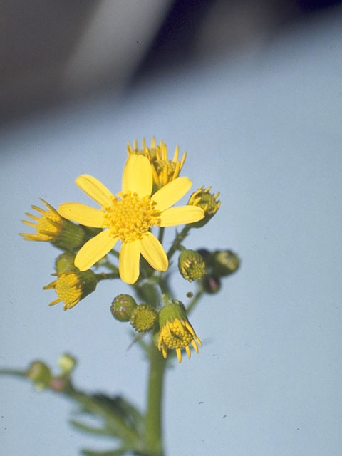 Packera obovata (Golden groundsel) #11214