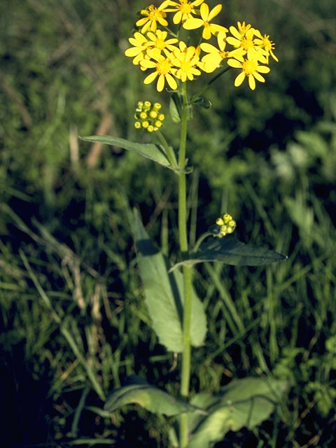 Senecio parryi (Mountain ragwort) #11216