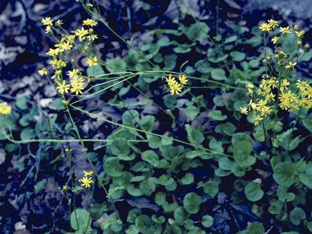 Packera plattensis (Prairie groundsel) #11220