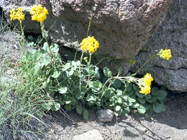 Packera plattensis (Prairie groundsel) #11221