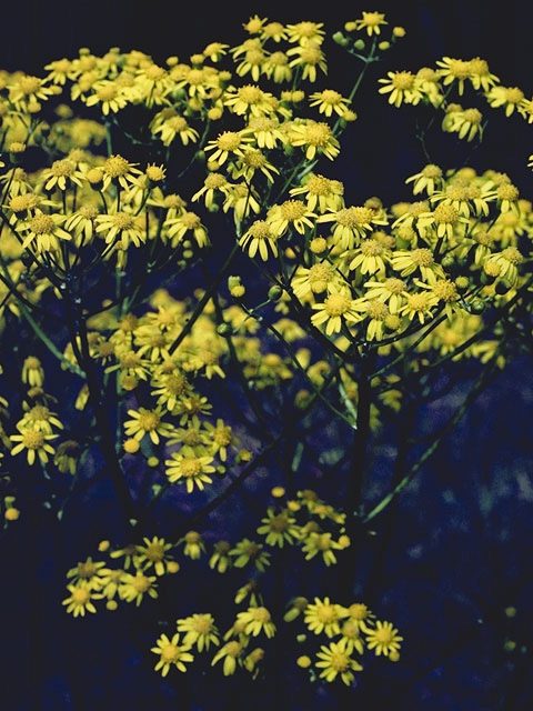 Packera tomentosa (Woolly ragwort) #11241