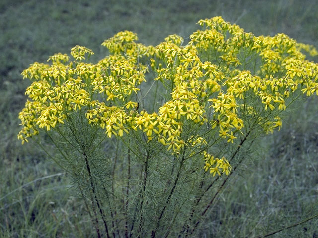 Packera tridenticulata (Threetooth ragwort) #11246