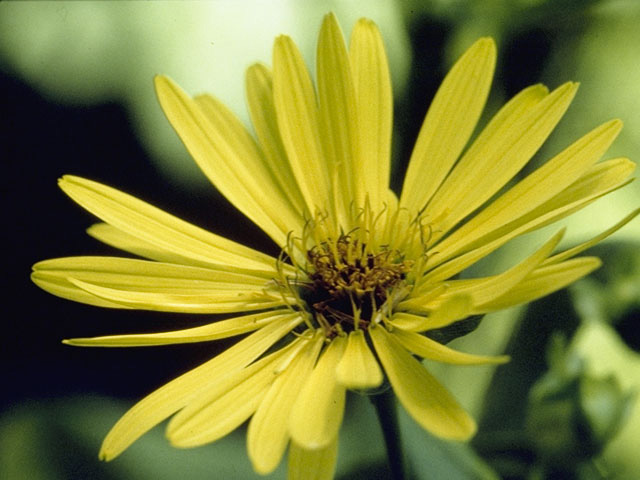 Silphium integrifolium (Wholeleaf rosinweed) #11261