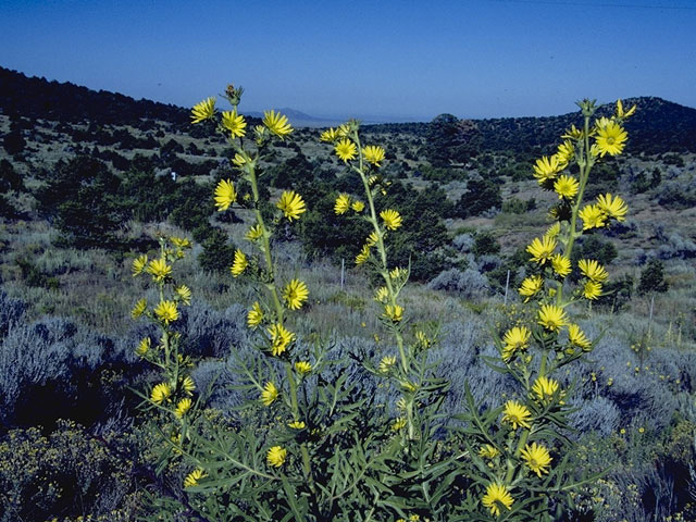 Silphium laciniatum (Compassplant) #11264