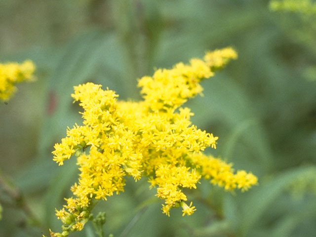 Solidago altissima (Tall goldenrod) #11283