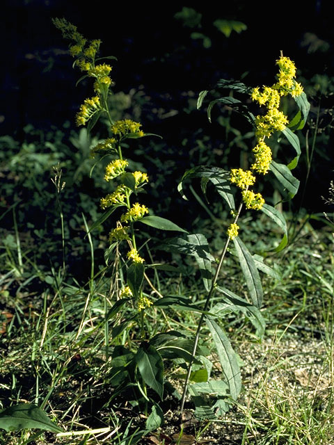 Solidago caesia (Wreath goldenrod) #11293