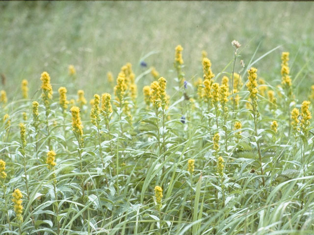 Solidago simplex var. nana (Dwarf goldenrod) #11301