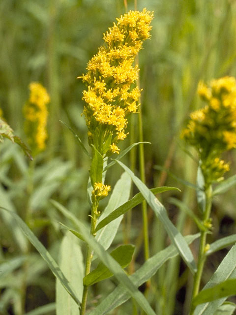 Solidago simplex var. nana (Dwarf goldenrod) #11302