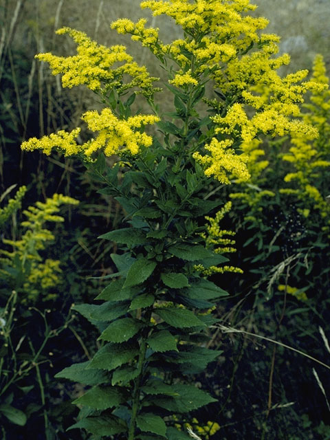 Solidago rugosa (Wrinkleleaf goldenrod) #11334