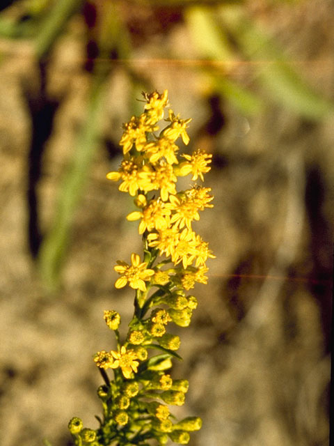 Solidago sempervirens (Seaside goldenrod) #11337