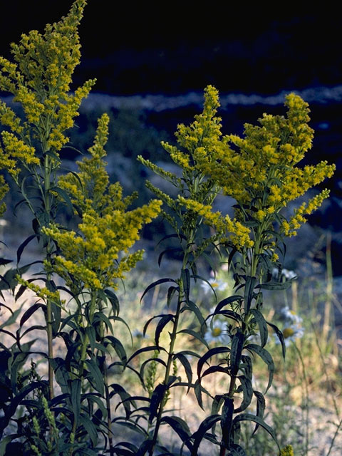 Solidago velutina (Threenerve goldenrod) #11338