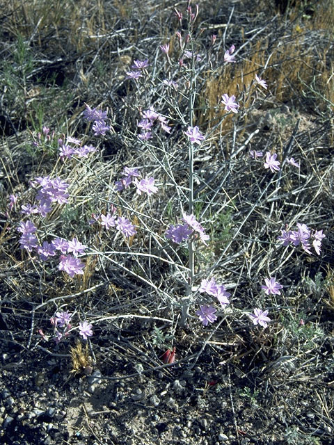 Stephanomeria exigua (Small wirelettuce) #11364