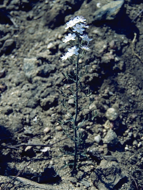 Stephanomeria parryi (Parry's wirelettuce) #11365