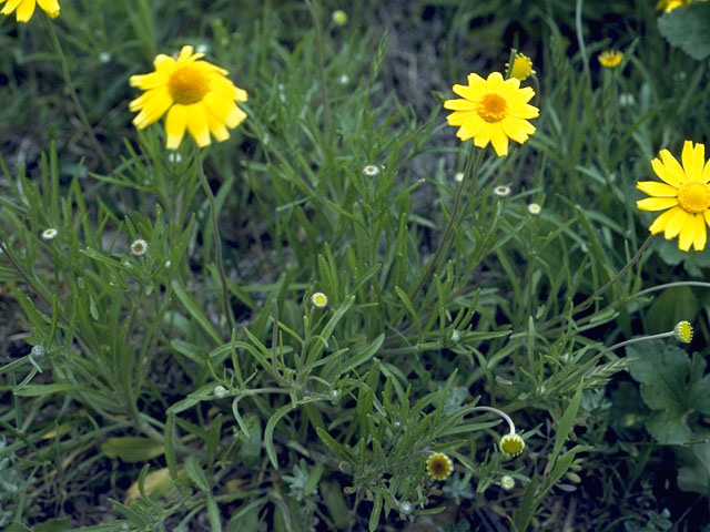 Tetraneuris scaposa (Four-nerve daisy) #11396