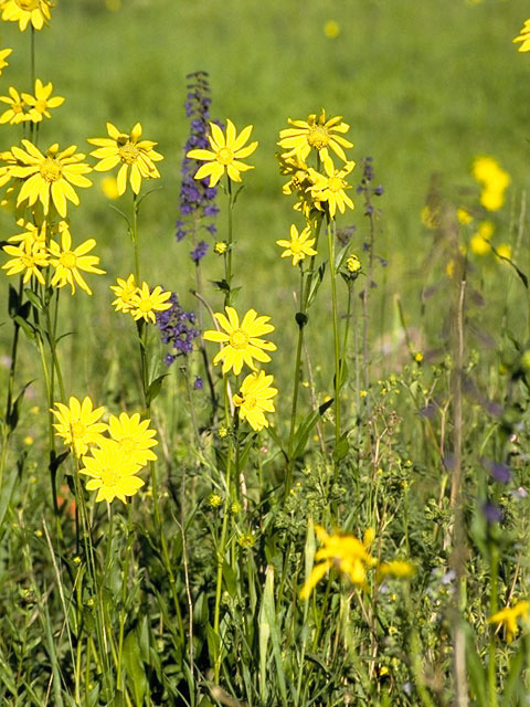 Wyethia amplexicaulis (Mule-ears) #11518