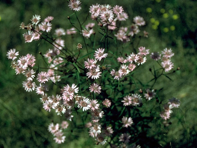 Palafoxia hookeriana (Sand palafox) #15101