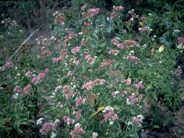 Pluchea odorata var. odorata (Sweetscent) #15106