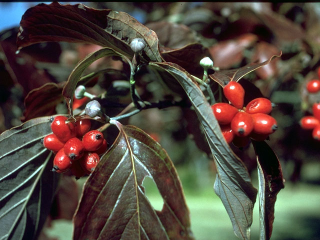 Cornus florida (Flowering dogwood) #15130