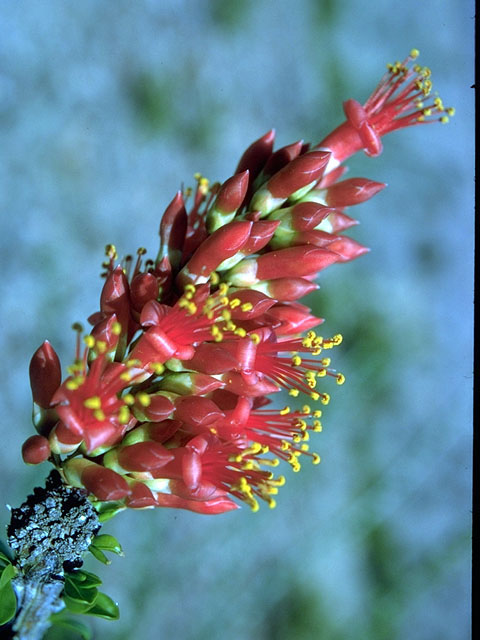 Fouquieria splendens (Ocotillo) #15148