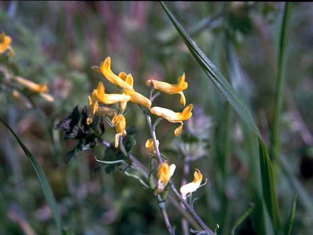 Corydalis curvisiliqua (Curvepod fumewort) #15150