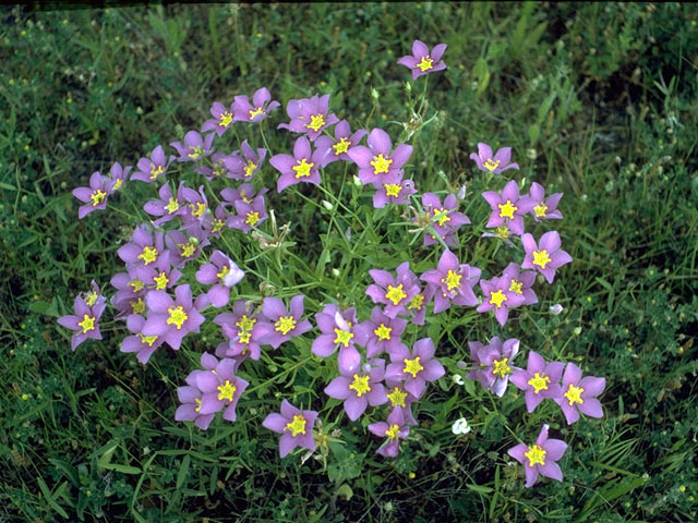 Sabatia campestris (Texas star) #15155