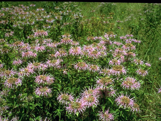 Monarda fistulosa (Wild bergamot) #15168