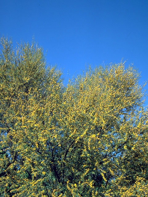 Vachellia farnesiana (Huisache) #15178